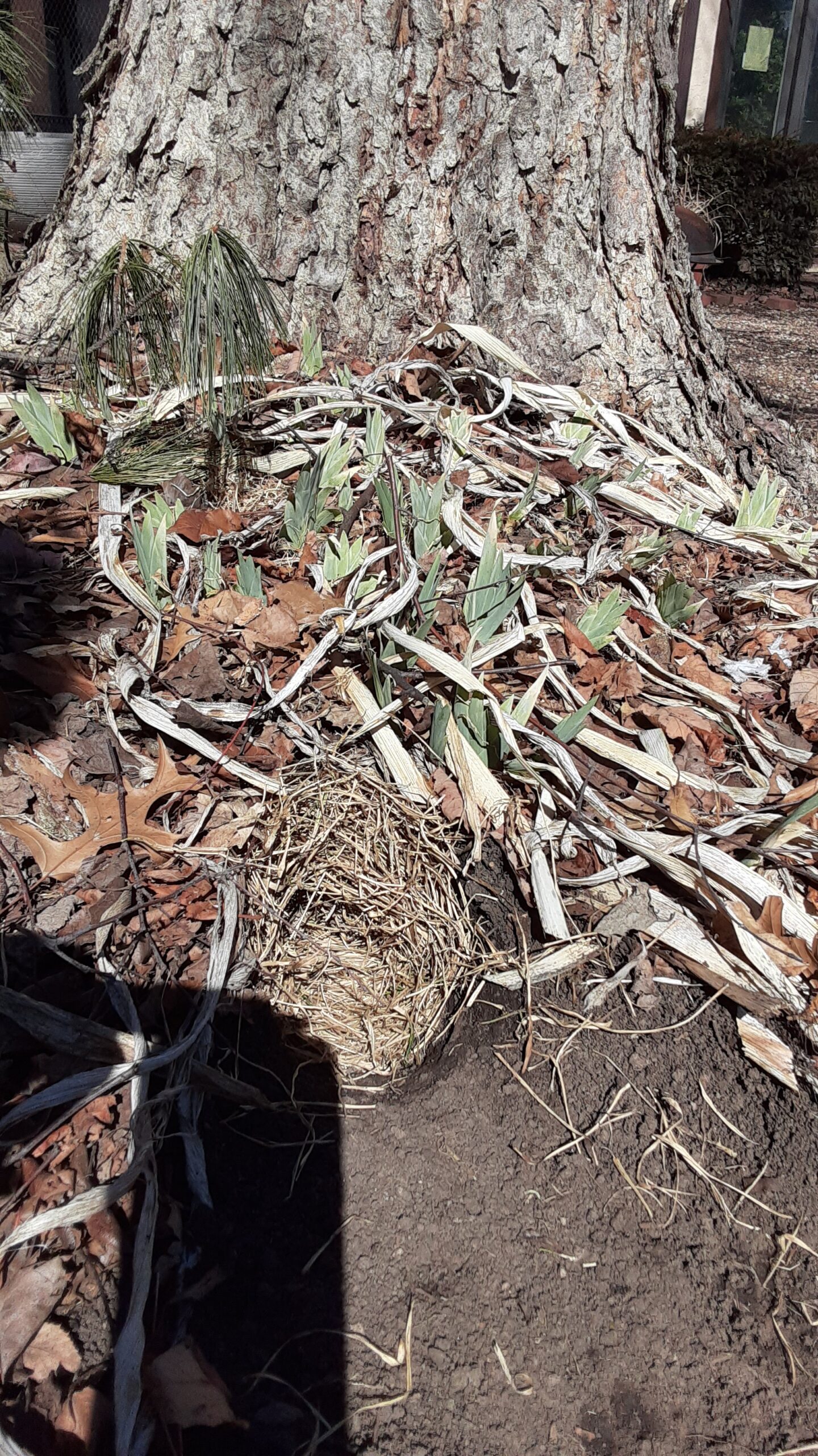 Rabbits 101: baby cottontails and what to do about them - My Wild Garden