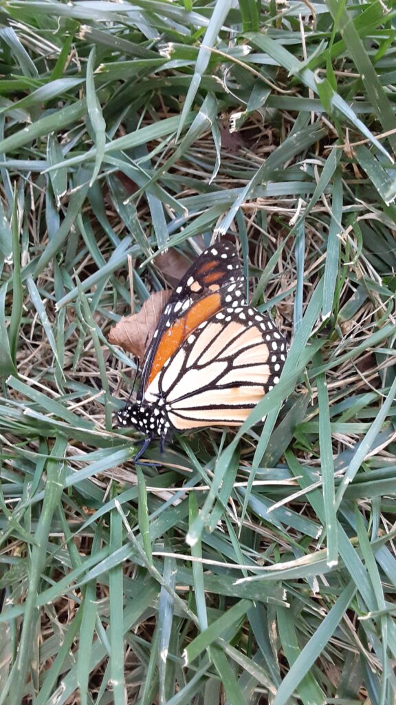 dead monarch butterfly